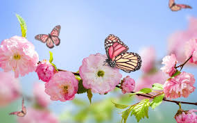 Spring Flowers Wallpapers - Top Free Spring Flowers Backgrounds -  WallpaperAccess