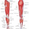 Topics include the etymology of anatomical terms; 1