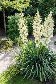 Maybe you would like to learn more about one of these? Palmlilie Yucca Palme Kaufen Garten Von Ehren Qualitat Seit 1865 Garten Von Ehren
