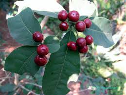 Image result for Rauvolfia nana