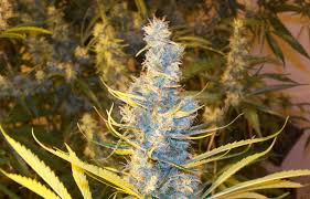 Image result for Silver Haze 1968 Imperial