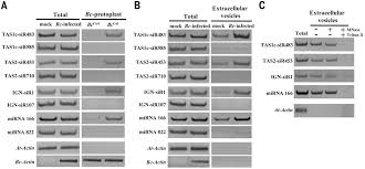 Eatp has dual functions in plant cell signaling, which is largely dependent on its concentration in the extracellular matrix (ecm). Plants Send Small Rnas In Extracellular Vesicles To Fungal Pathogen To Silence Virulence Genes Science