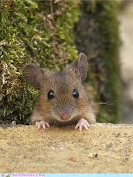 Finding Neverland Animals Cute Animals Animals Beautiful