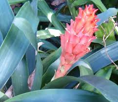 1807'de ekvador'da bir gezide öldükten birkaç ay sonra meslektaşları bu türlere ona ithafen guzmania adını vermişler. Guzmania Osyana Wikipedia