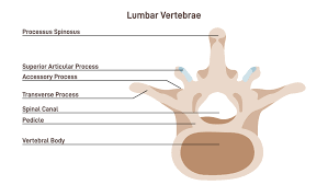 Image result for Lumbar vertebrae