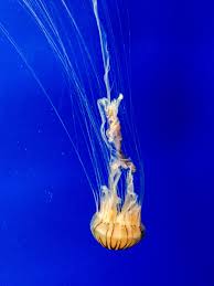 Georgia Aquarium Jellyfish Georgia Aquarium Georgia Aquarium