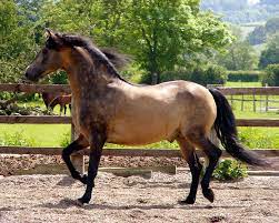 The american buckskin registry association, inc. Buckskin Horse Facts With Pictures Horsebreedspictures Com