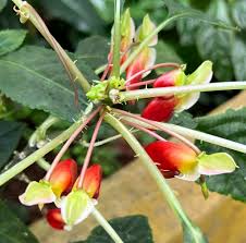 Image result for Impatiens niamniamensis