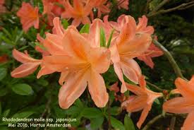 Image result for Rhododendron molle