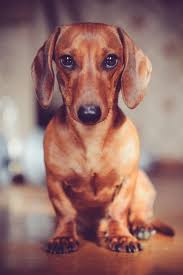 Dog Training Video Guide My Dogs For Sure Dachshund Puppies Cute Puppies Dachshund Dog