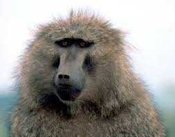 Olive Baboon The Animal Files Baboon Primates Animals