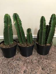 Also handling the milky latex inside the stems can be extremely poisonous, and a dangerous irritant. Euphorbia Ingens Candelabra Chocolate Drop Cactus For Sale In Benjamin Ut Offerup