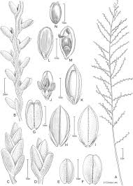 Image result for Dinebra