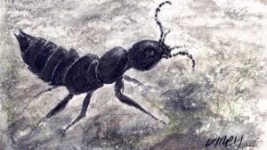 The devil's coach horse is typically 0.6 inches to 1.2 inches (17mm to 33mm) in size and has the following descriptors / identifiers: How The Dearg A Daol Became Ireland S Most Feared Beetle