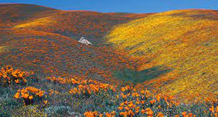 Browse the most recent simi valley, california obituaries and condolences. Antelope Valley Poppy Reserve