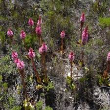 Image result for Satyrium carsonii