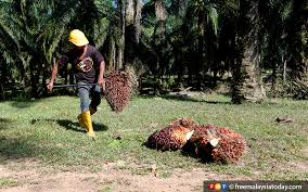 Tanaman kelapa sawit tergolong tanaman iklim tropis sehingga akan bisa tumbuh dengan baik di dataran rendah yang panas dan lembab. Kekurangan Buruh Bukan Penurunan Harga Boleh Lumpuhkan Industri Minyak Sawit Free Malaysia Today Fmt