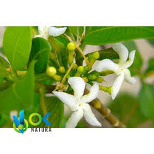 Image result for Tabernaemontana odoratissima