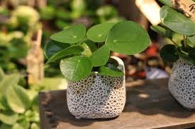 Die pilea oder ufopflanze ist eine echte trendsetterin, selbst in den sozialen netzwerken ist die zimmerpflanze allgegenwärtig. Ufopflanze Pilea Peperomioides Pflege Hilfe Bei Blattverlust