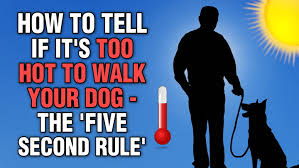 We have everything you need for your pet. When Is It Too Hot To Walk Your Dog Rspca Issues Advice Manchester Evening News
