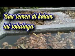 Pin Di Ikan