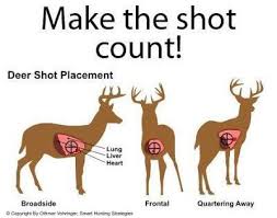 Deer Shot Placement Whitetaildeerhuntingbeginners Deer Shot Crossbow Hunting Hunting