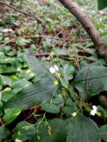 Image result for Aneilema umbrosum