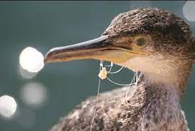 Maybe you would like to learn more about one of these? Ron S Catch How To Properly Dispose Of Your Fishing Line Shoppers Supply