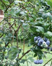 It is lightweight plastic netting that protects the fruit, but also allows light and air to get to the tree. Bird Control In The Garden