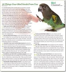 10 Things Your Bird Needs From You Pet Birds Parakeet Care Parrot Toys