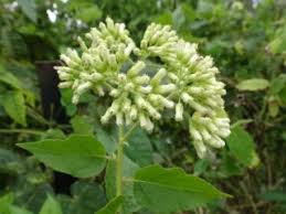 Image result for Microglossa densiflora