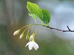エゴノキの花 狂い咲き 南大沢季節便り