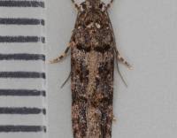 Image result for Teleiopsis diffinis