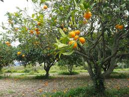 Planter Un Oranger Arbre Fruitier Jardinage Bio Jardinage