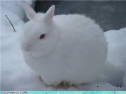 Their head looks like a fox and they have huge bodies. Daily Squee Cute Animals Cute Baby Animals Cute Animal Pictures Animal Gifs Gif Animals