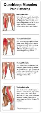These structures are designed to passively transfer force across joints or provide movement. Quadriceps Muscle Strain