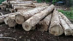 Image result for Gmelina