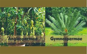 Ia setiap hari meminum air. Pengertian Ciri Dan Klasifikasi Gymnospermae Tumbuhan Berbiji Terbuka Dan Angiospermae Tumbuhan Berbiji Tertutup Rumushitung Com