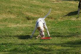 Jack Russell Guzeli Egitimli Kaju Antalya Kopek