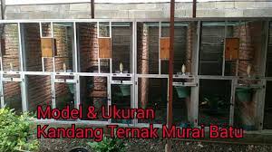 Model Ukuran Kandang Ternak Murai Batu Yang Ideal Youtube