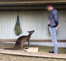 Learning at primarygames calling all teachers! Kangaroos Can Communicate With Humans And Even Ask For Help When Needed Study Finds The Independent
