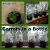 After seeding carrots in paper pots, transplant a day or two before you expect the carrots to actually sprout. Https Encrypted Tbn0 Gstatic Com Images Q Tbn And9gcrke Rhchi2wxymqakxbo0xccwm22fhzmno71gp9auiki I4gxg Usqp Cau