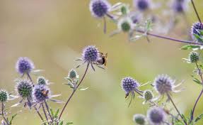 Disteln Stachelig Aber Schon Staudenbeet Edeldistel Distel
