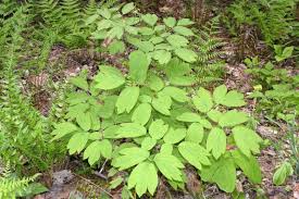 Image result for Blue Cohosh