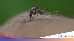 Meskipun menyerupai nyamuk, mereka bisa menyebabkan. Bekas Gigitan Nyamuk Menghitam Dan Sulit Hilang Bisa Jadi Ini Sebabnya