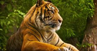 Tigers Are The Largest Member Of The Cat Family Royal Bengal Tiger Panthera Tigris The Tiger Is The Largest Member Of The Cat Family The Reddish Yellow Co Tiger Pictures Tiger Wallpaper Animals Beautiful