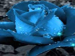 Theme For A Dream Lyrics Youtube Flowers Black Background Blue Roses Beautiful Roses