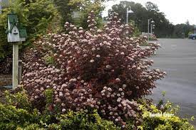 Shop our large selection of ninebark shrubs and you're sure to find the perfect fit for your space. Physocarpus Opulifolius Atlantic Ninebark It Is A Mound Shaped Deciduous Shrub With Alternate Simple Leaves On A Coppertina Ninebark Plants Ninebark Tree