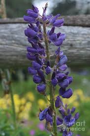 Maybe you would like to learn more about one of these? Perfect Flowering Purple Lupine Flowers Blooming In A Garden Photograph By Dejavu Designs
