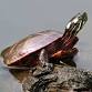 National Reptile Awareness Day